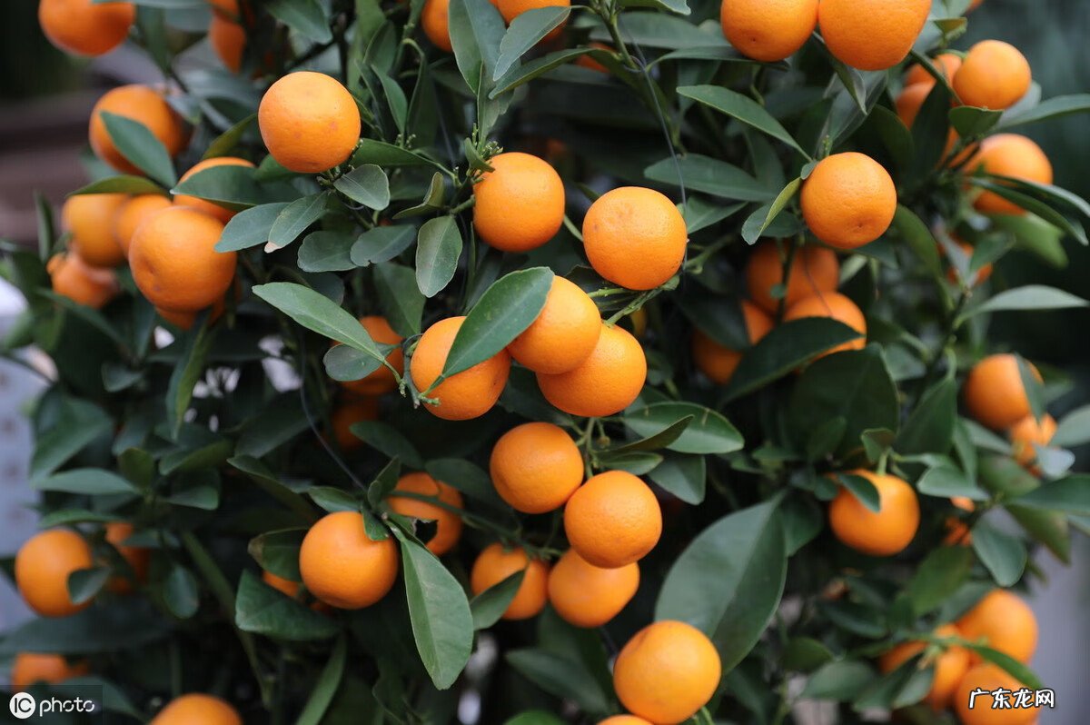 马蹄莲在室内养对身体有害吗 家庭养马蹄莲的风水讲究