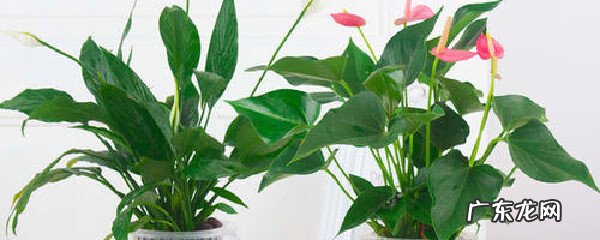 水培植物摆放风水 水培种树的风水讲究