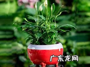 水培植物摆放风水 水培种树的风水讲究