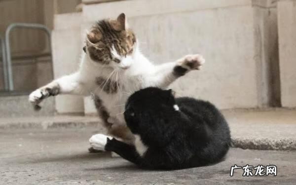 palmers还是belli好 palmerston