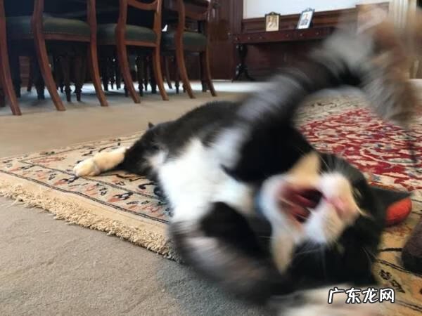 palmers还是belli好 palmerston