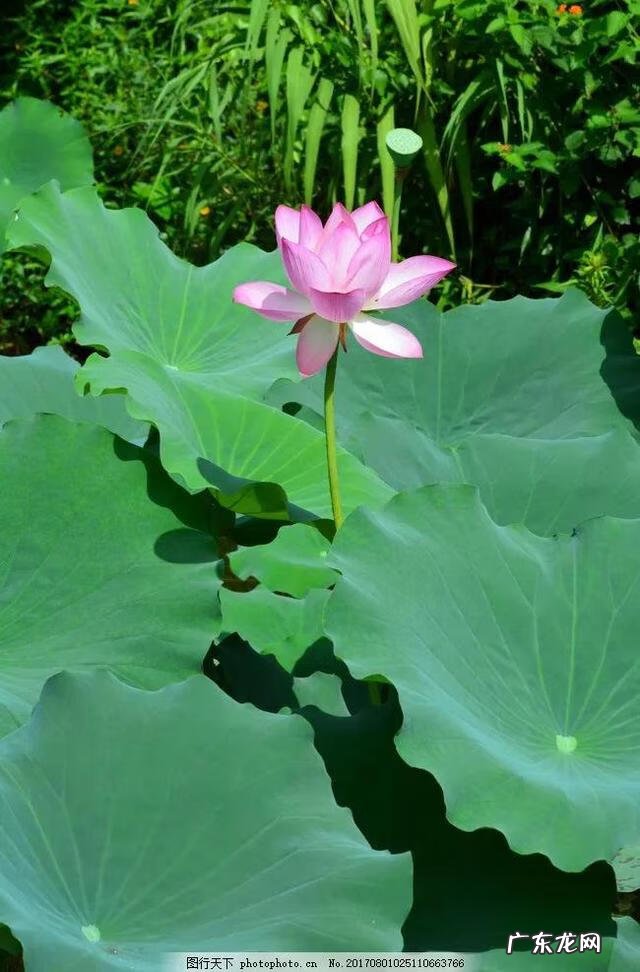 致敬老师的诗 赞颂老师的诗词长篇