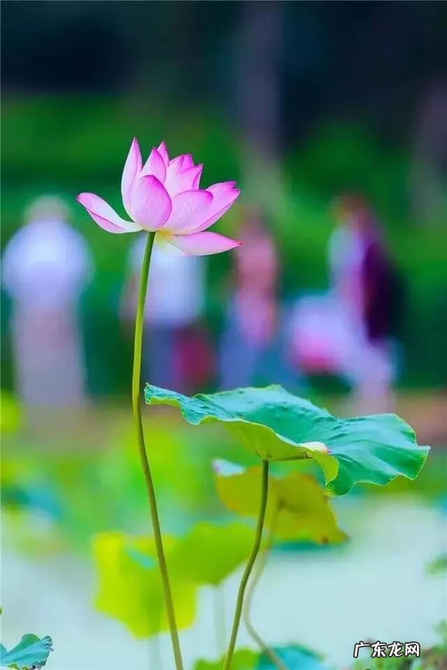 致敬老师的诗 赞颂老师的诗词长篇