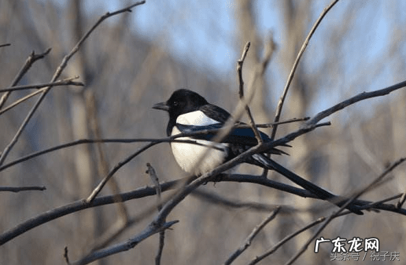 壁虎风水寓意 壁虎的风水作用
