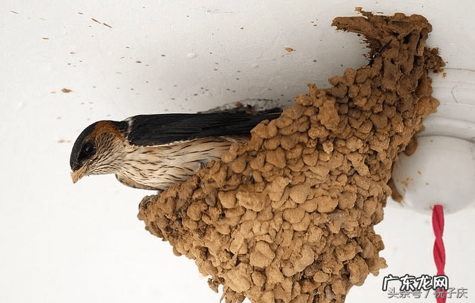 壁虎风水寓意 壁虎的风水作用