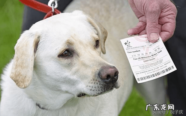 壁虎风水寓意 壁虎的风水作用