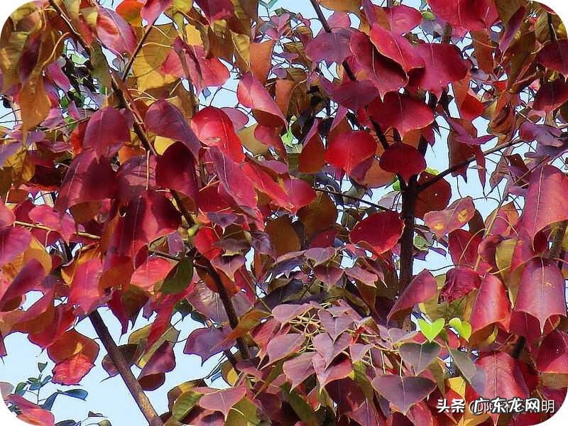 樱桃树的风水作用 樱桃的风水属性和禁忌