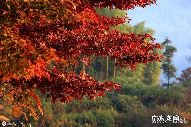 王维作者简介 王维简介字什么,号什么