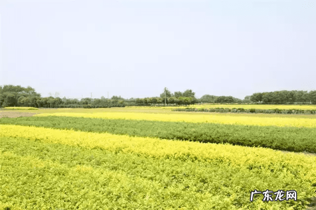 武进区湟里镇葛庄村 武进区湟里镇有多少人口