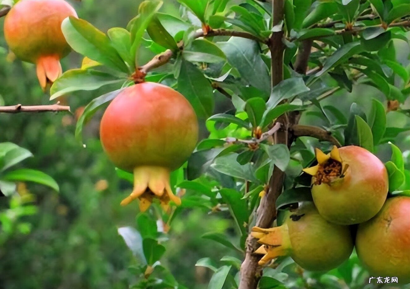 老树有什么风水迷信 老祖宗风水树图片大全