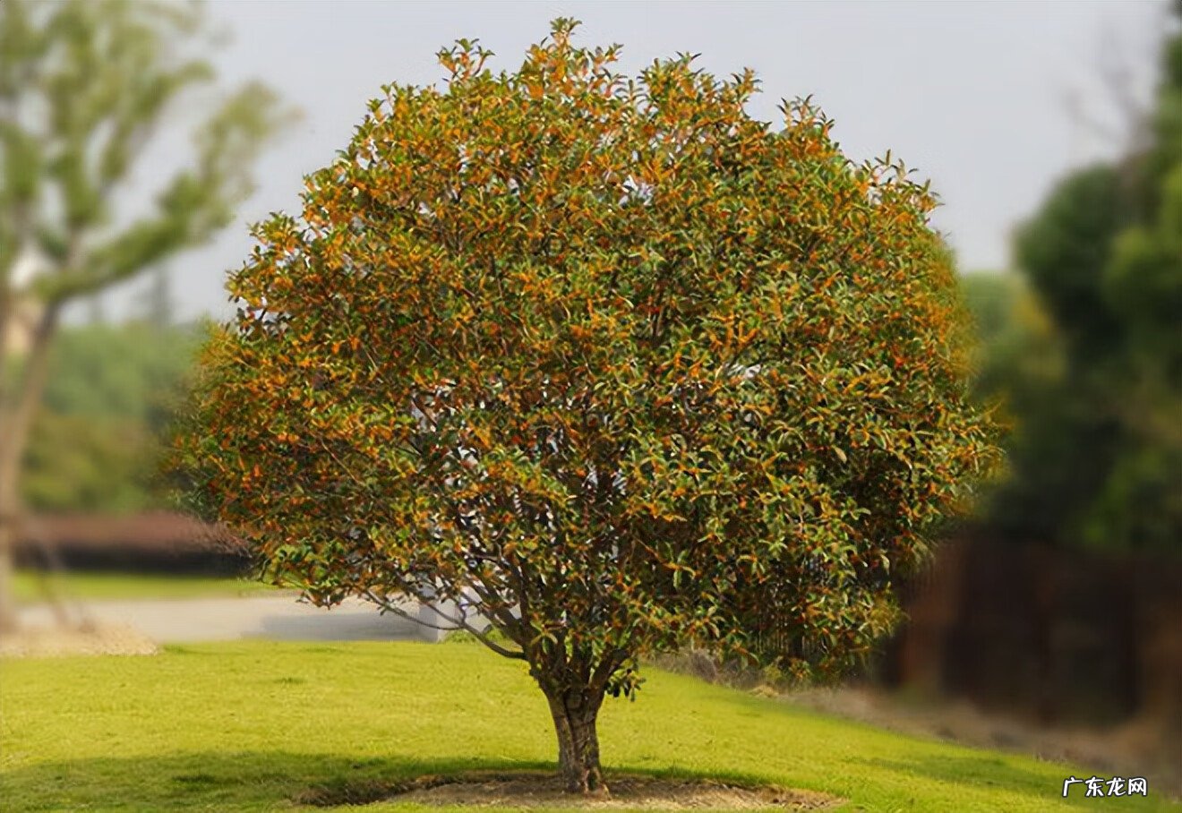 老树有什么风水迷信 老祖宗风水树图片大全