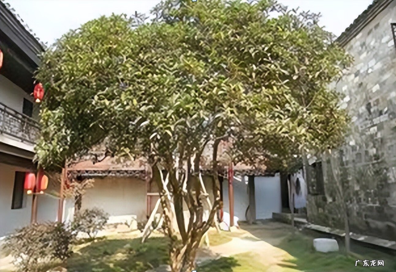 老树有什么风水迷信 老祖宗风水树图片大全