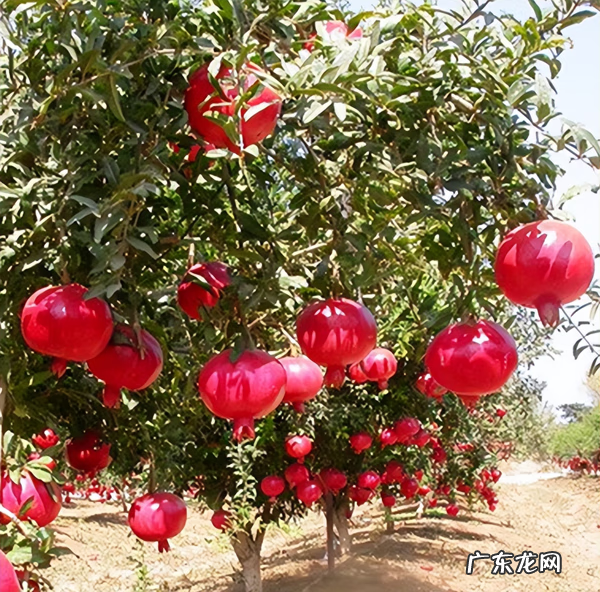 老树有什么风水迷信 老祖宗风水树图片大全