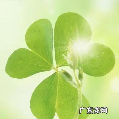 家里经常来人好吗风水 朋友就是好风水吗