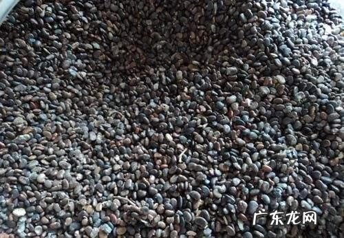 槐米有什么功效和作用 槐米的作用与功效