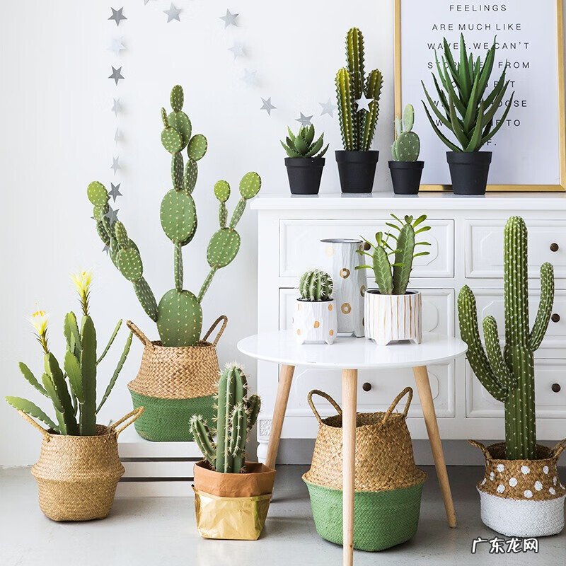 花盆烂了有什么寓意 花盆烂了放在家里破家里的风水吗