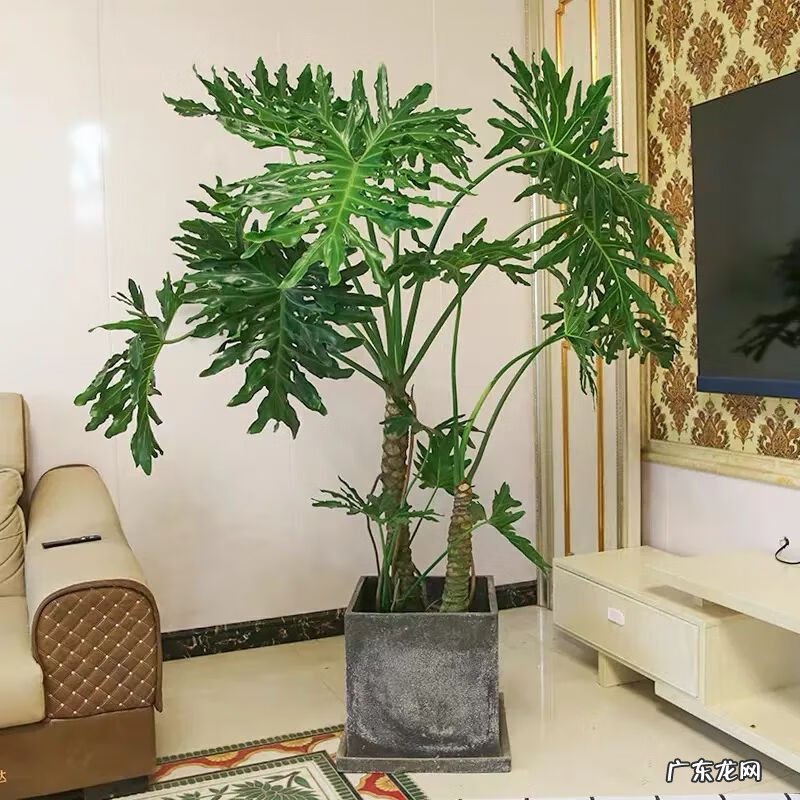 花盆烂了有什么寓意 花盆烂了放在家里破家里的风水吗