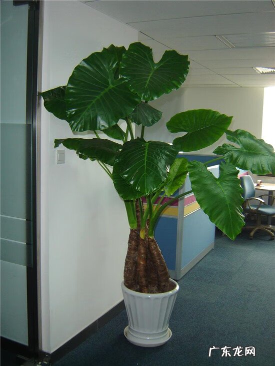 花盆烂了有什么寓意 花盆烂了放在家里破家里的风水吗