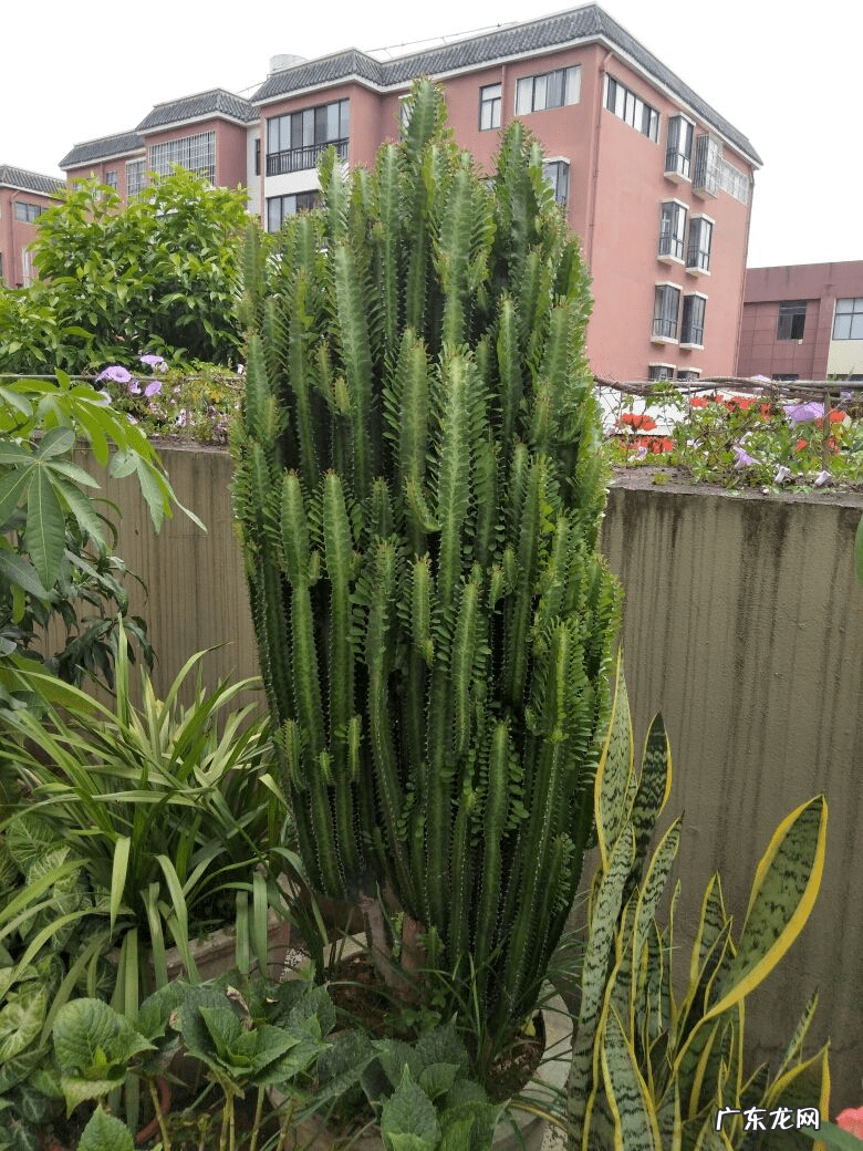 花盆烂了有什么寓意 花盆烂了放在家里破家里的风水吗