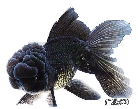 四大风水鱼 风水鱼19条