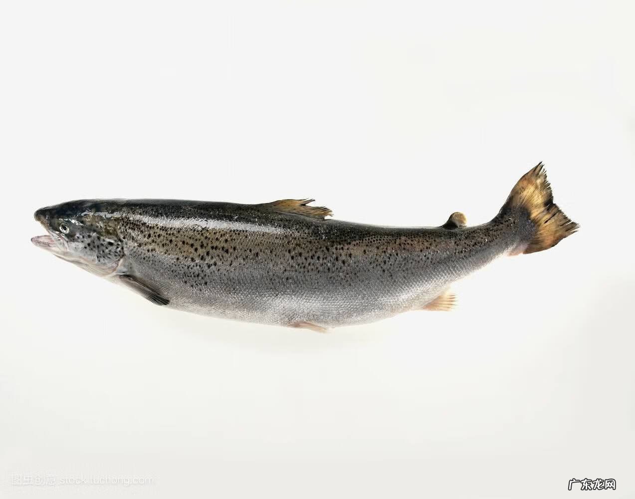 四大风水鱼 风水鱼19条