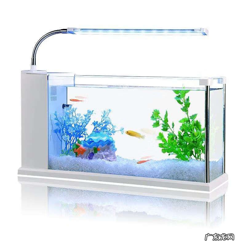 四大风水鱼 风水鱼19条