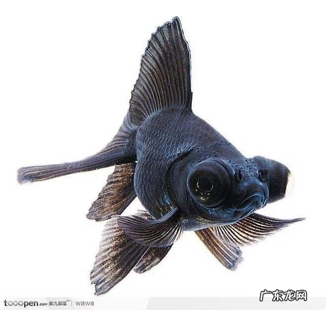 四大风水鱼 风水鱼19条