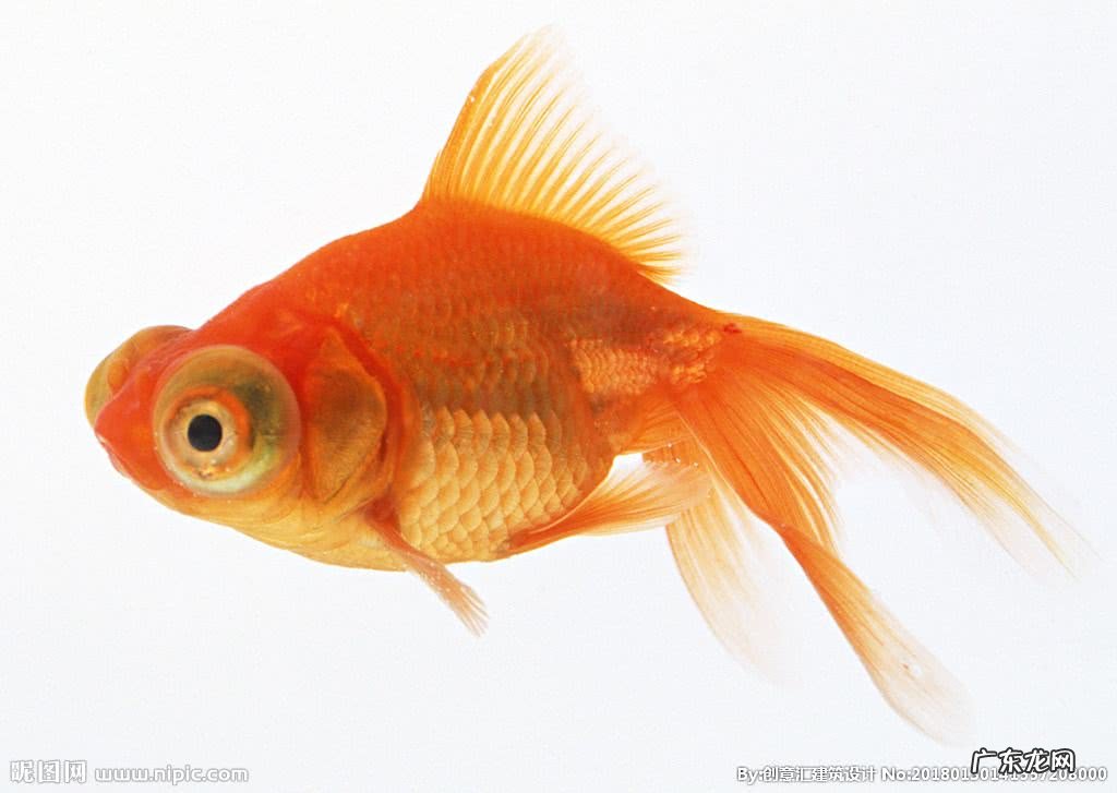 四大风水鱼 风水鱼19条