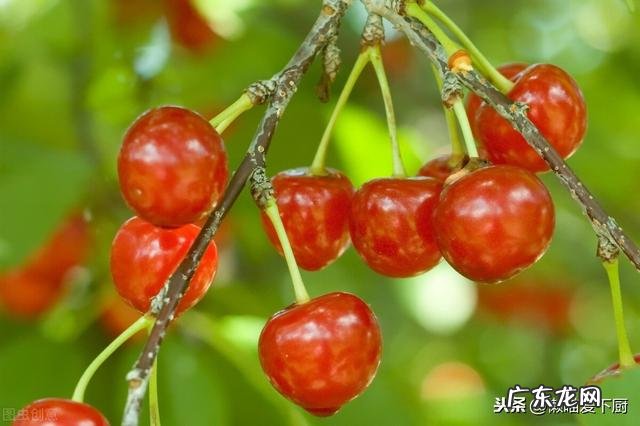 车厘子和樱桃一样吗 车厘子和樱桃有何区别
