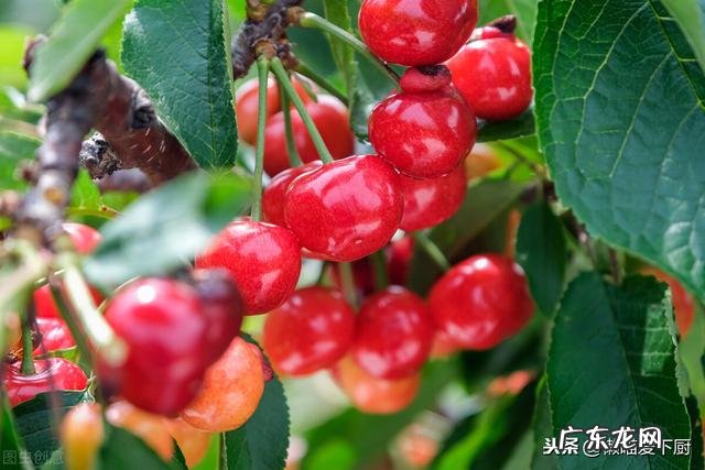 车厘子和樱桃一样吗 车厘子和樱桃有何区别