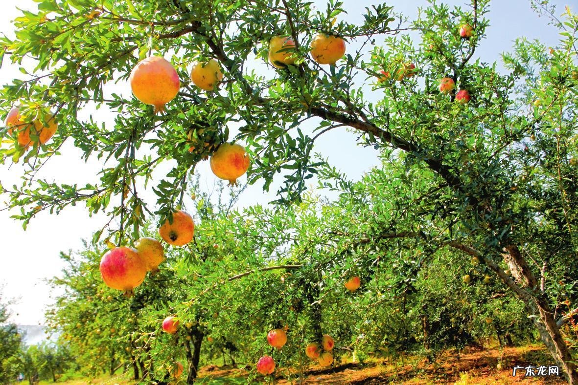 发几十亿富翁风水宝地 富豪家的风水树木