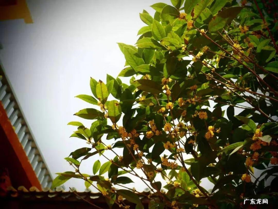 发几十亿富翁风水宝地 富豪家的风水树木