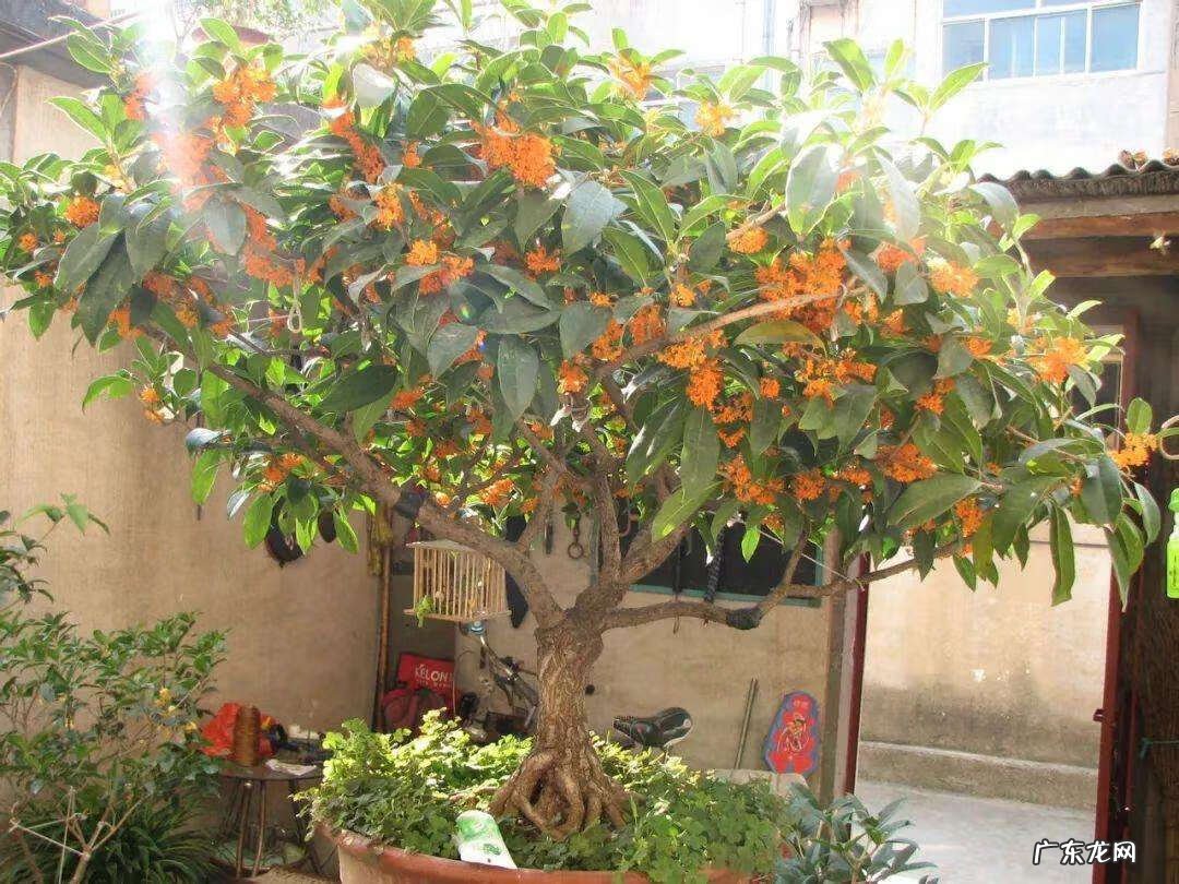 发几十亿富翁风水宝地 富豪家的风水树木