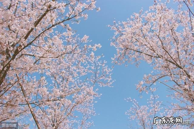 十首关于风的古诗 风的古诗有哪些