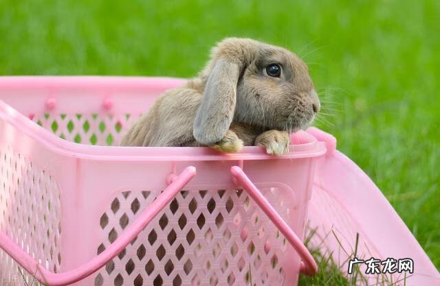 怎样养兔子容易养活 宠物兔子怎么养