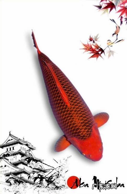 养8条锦鲤的风水作用 五条锦鲤的风水