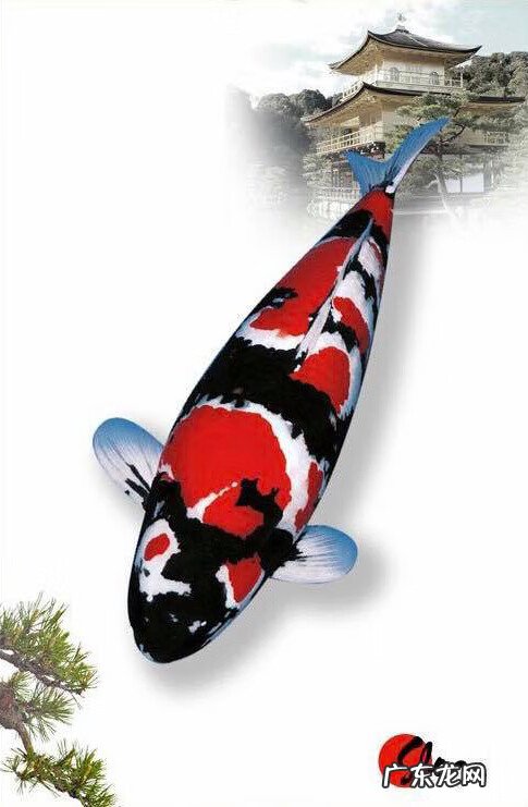 养8条锦鲤的风水作用 五条锦鲤的风水