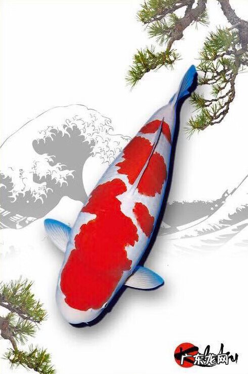 养8条锦鲤的风水作用 五条锦鲤的风水