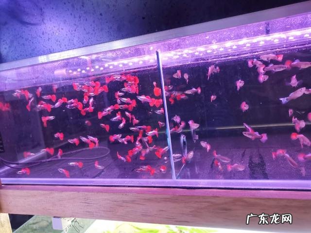 家里鱼缸里的鱼经常死会影响风水吗 家里鱼缸死鱼风水