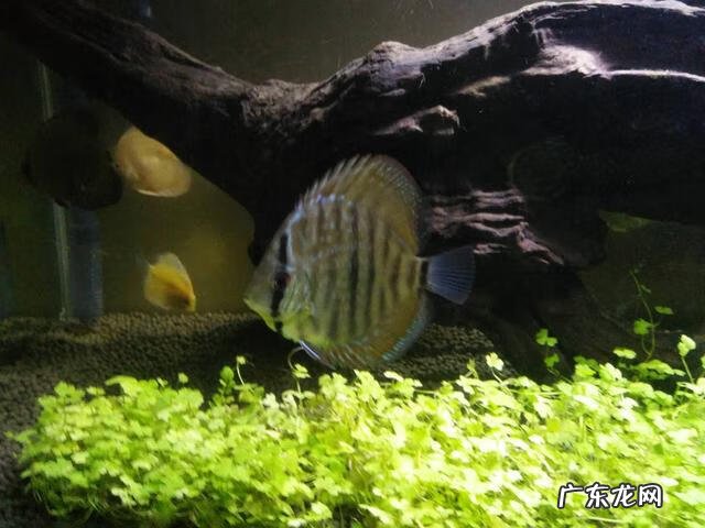 家里鱼缸里的鱼经常死会影响风水吗 家里鱼缸死鱼风水