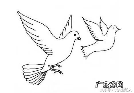 和平鸽怎么画简单 简易和平鸽怎么画