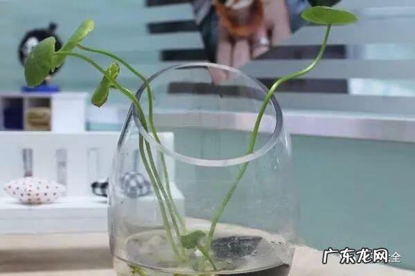 朝阳风水资料 朝阳园风水为什么好