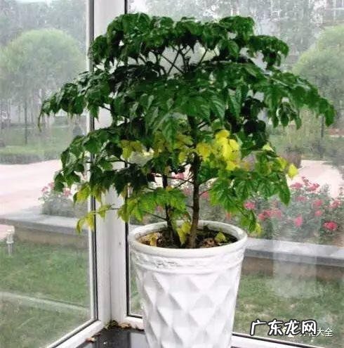 朝阳风水资料 朝阳园风水为什么好