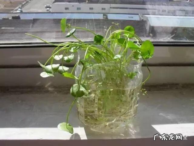 朝阳风水资料 朝阳园风水为什么好