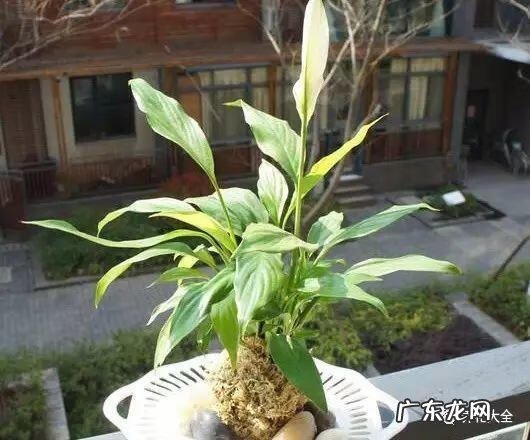 朝阳风水资料 朝阳园风水为什么好