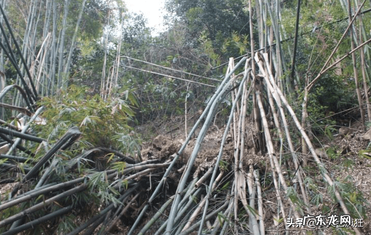 房前屋后栽竹子的风水 房前屋后种竹子影响风水吗?