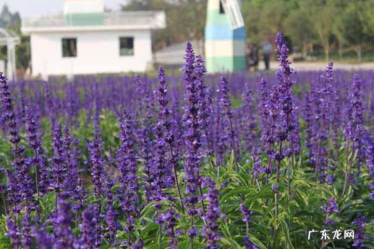 东莞状元笔公园 东莞状元笔公园风水