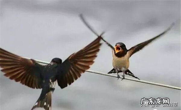 养的狗突然死了是什么风水 狗狗死后要不要找风水先生