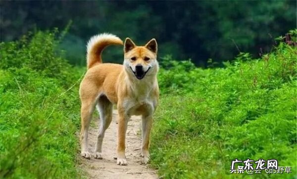 养的狗突然死了是什么风水 狗狗死后要不要找风水先生