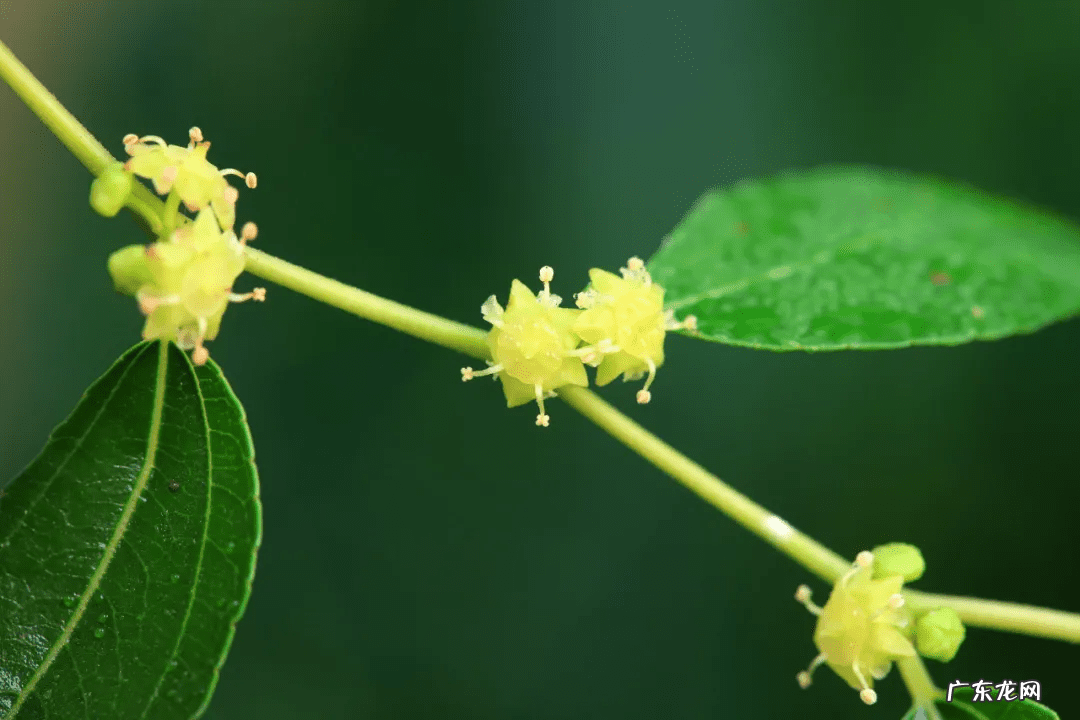 风水树有哪几种 风水树在什么方位栽